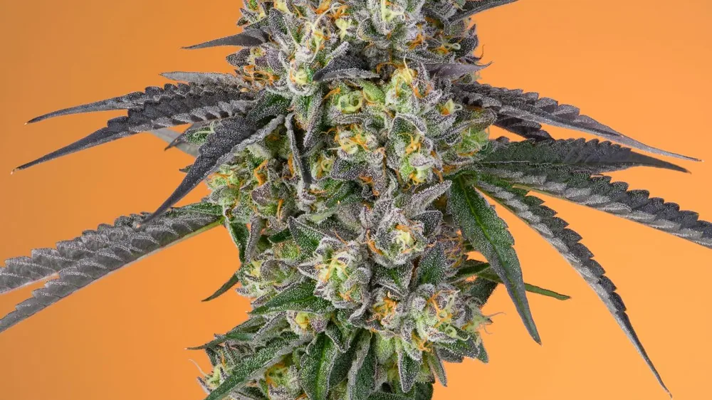 Cannabis flower against a warm amber ground