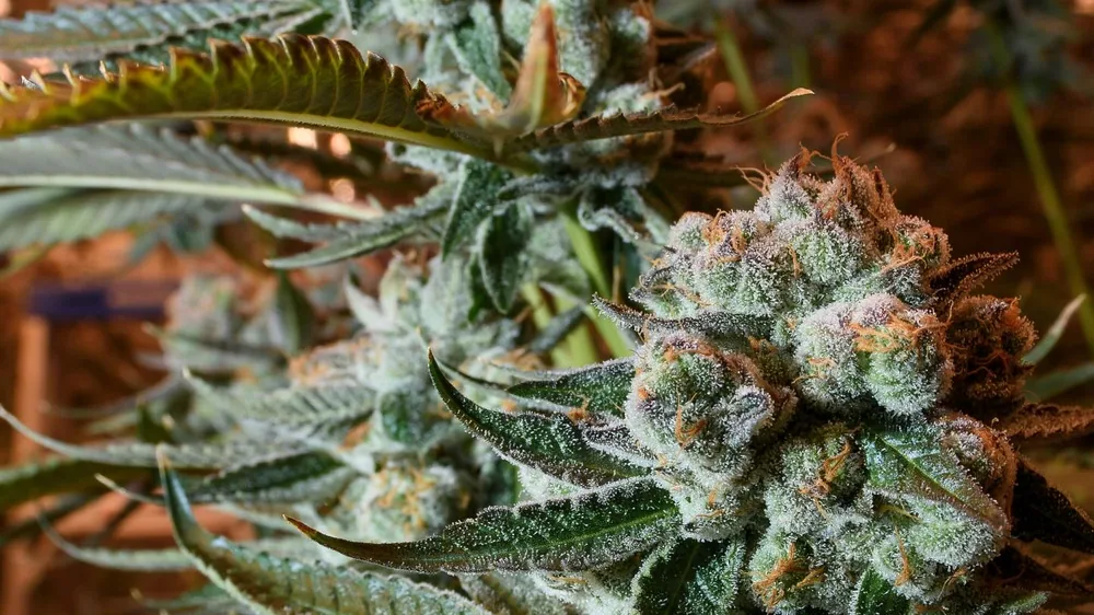Cannabis flower in late bloom under warm glow-room light