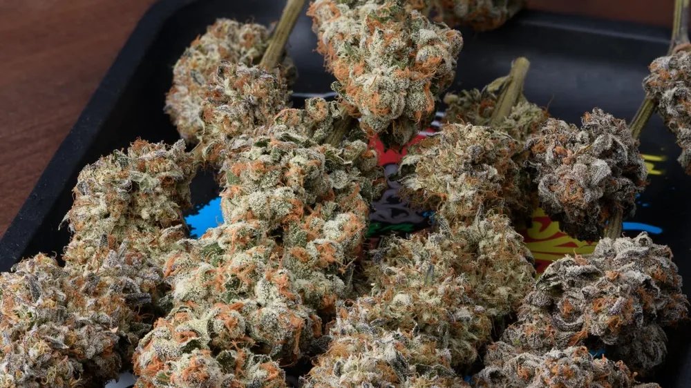 Cured flower resting on a trim tray after hand-trimming
