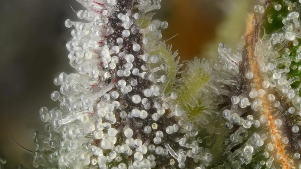 Macro detail of trichomes on a sugar leaf